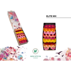 Germini Mix Elite Doos