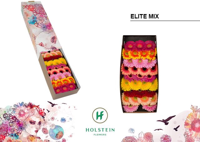 <h4>Germini Mix Elite Doos</h4>