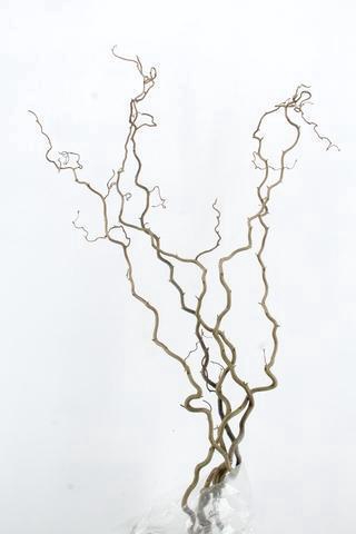 <h4>CORYL AV CONTORTA 2 JARIG 160CM</h4>