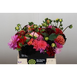 Dahlia Gemengd in bos