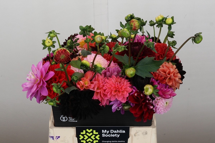 <h4>Dahlia Gemengd in bos</h4>