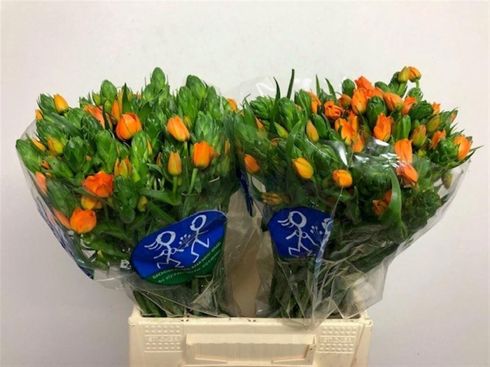 <h4>ORNIT DB SUNSHINE</h4>