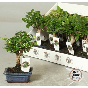 BONSAI GEM