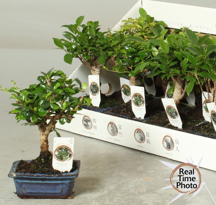 <h4>BONSAI GEM</h4>