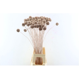 Scabiosa Gl Champagne