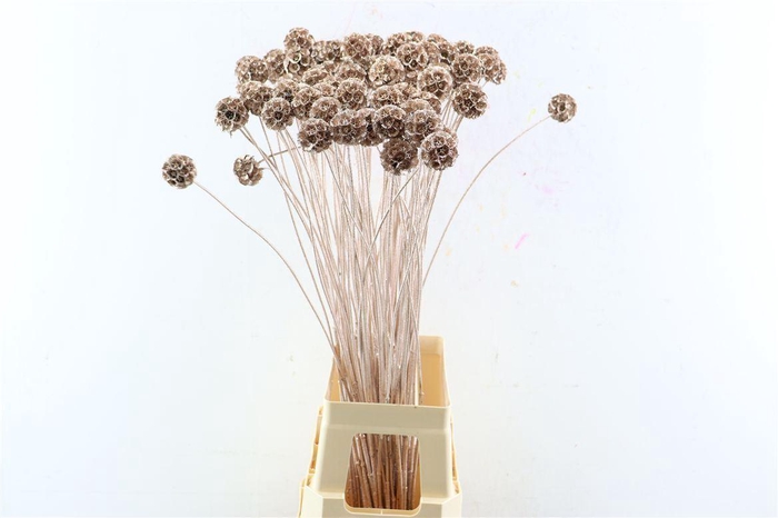 <h4>Scabiosa Gl Champagne</h4>