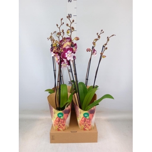 Phalaenopsis  'GbZ Tinkerbells'