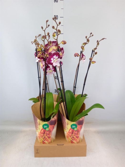 <h4>Phalaenopsis 'GbZ Tinkerbells'</h4>