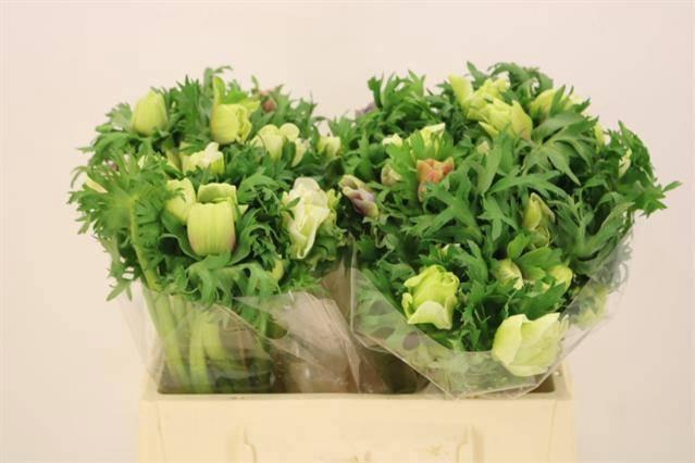 <h4>ANEM GEM BS</h4>