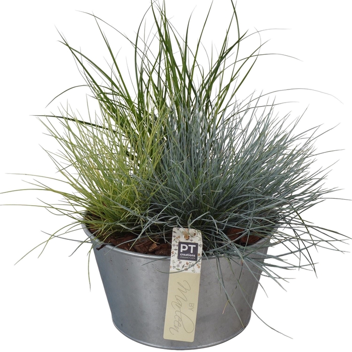 <h4>Arr.   Tuinplanten L%</h4>