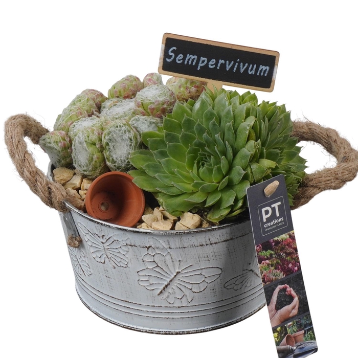 <h4>PTS7304 Arrangement Sempervivum in metalen pot</h4>