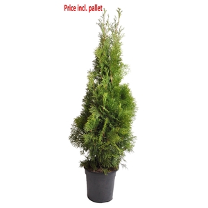 Thuja occ. Smaragd, plantmaat 100+ cm - Rondgestoken - PALLET