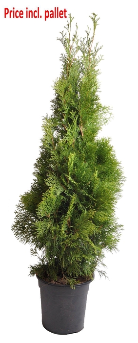 <h4>Thuja occ. Smaragd, plantmaat 100+ cm - Rondgestoken - PALLET</h4>