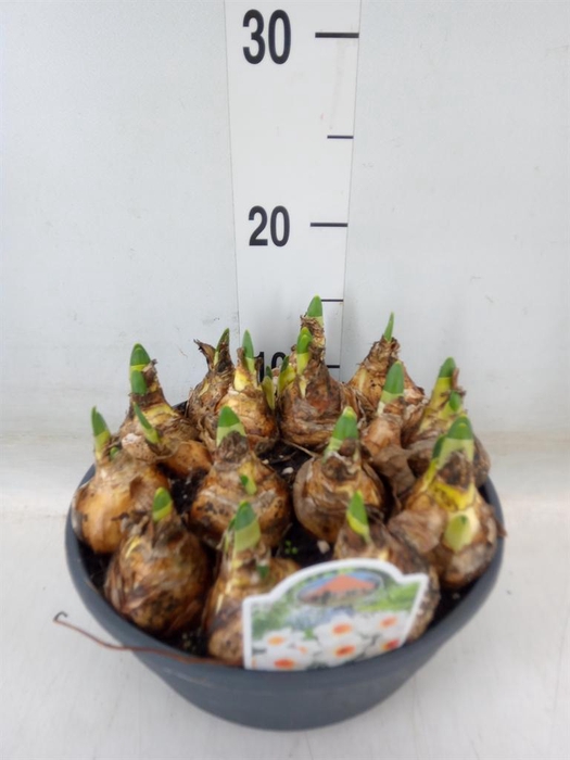 <h4>Narcissus   ...</h4>