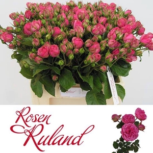 Rosa spray freiland pink piano