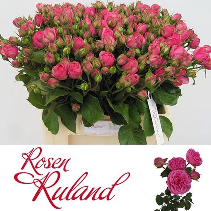 <h4>Rosa spray freiland pink piano</h4>