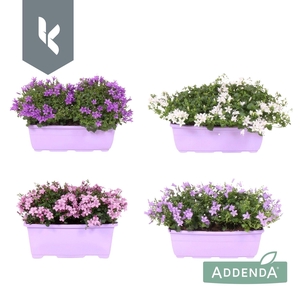 Campanula Addenda Mix in de tray, minimaal 3 kleuren.. In Balkonbak.