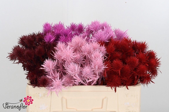 <h4>ERYN A OV KLB H%</h4>