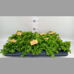 Peperomia rotundifolia