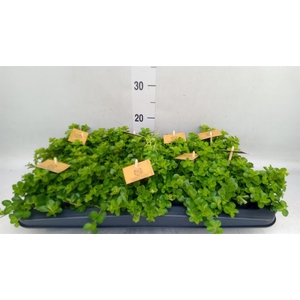 Peperomia rotundifolia