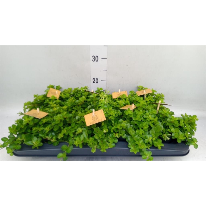 <h4>Peperomia rotundifolia</h4>