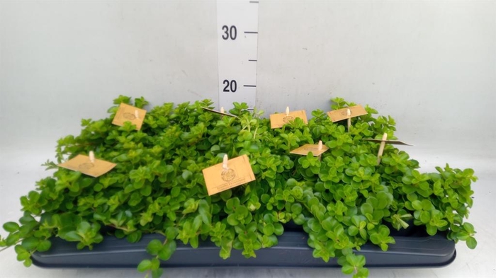 <h4>Peperomia rotundifolia</h4>