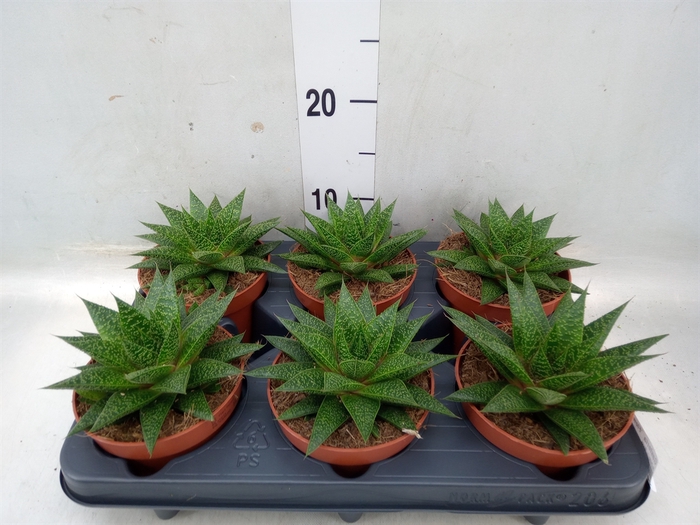 <h4>Gasteria  'Flow'</h4>