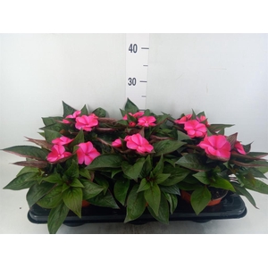 Impatiens NG 'ColPow Purple Flame'