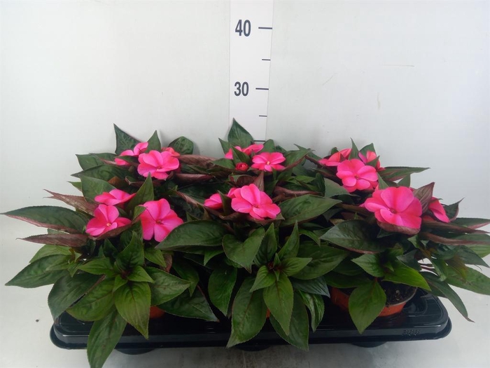 <h4>Impatiens NG 'ColPow Purple Flame'</h4>