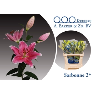 LI OR SORBONNE