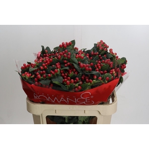 Hypericum True Romance Spray