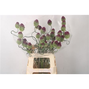 Allium Dancing Tancho