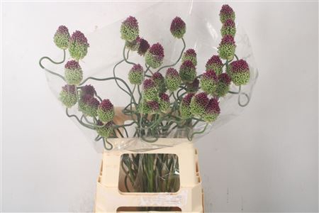 <h4>Allium Dancing Tancho</h4>