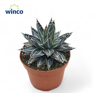 Agave Victoriae-reginae