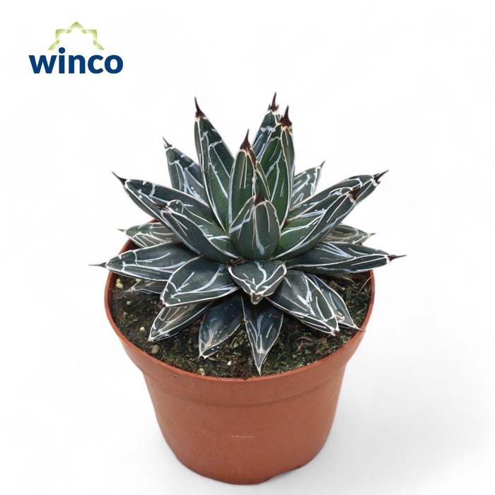<h4>Agave Victoriae-reginae</h4>