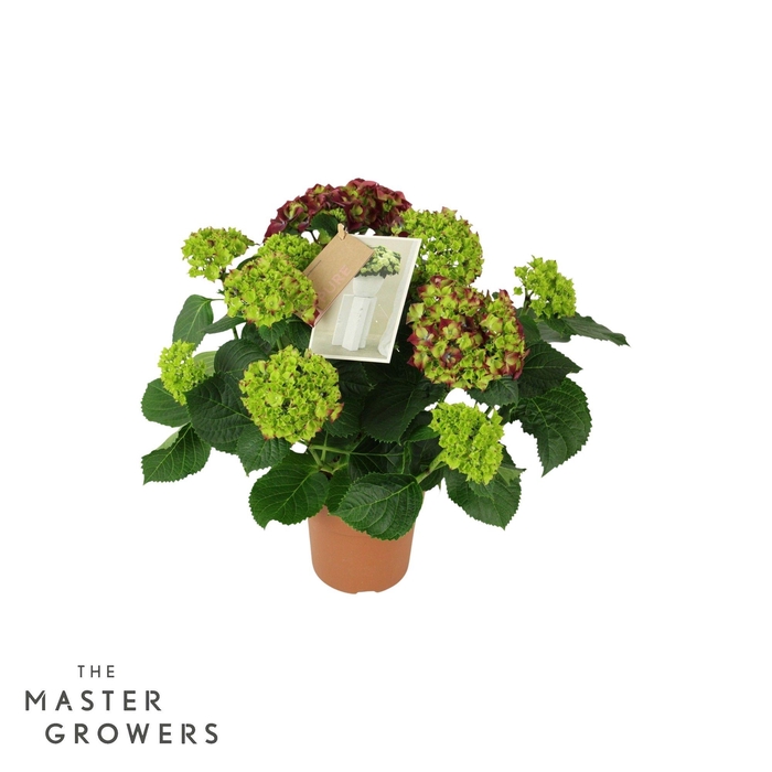 <h4>Hydrangea Hi Fire Lila 7/8 flowers</h4>