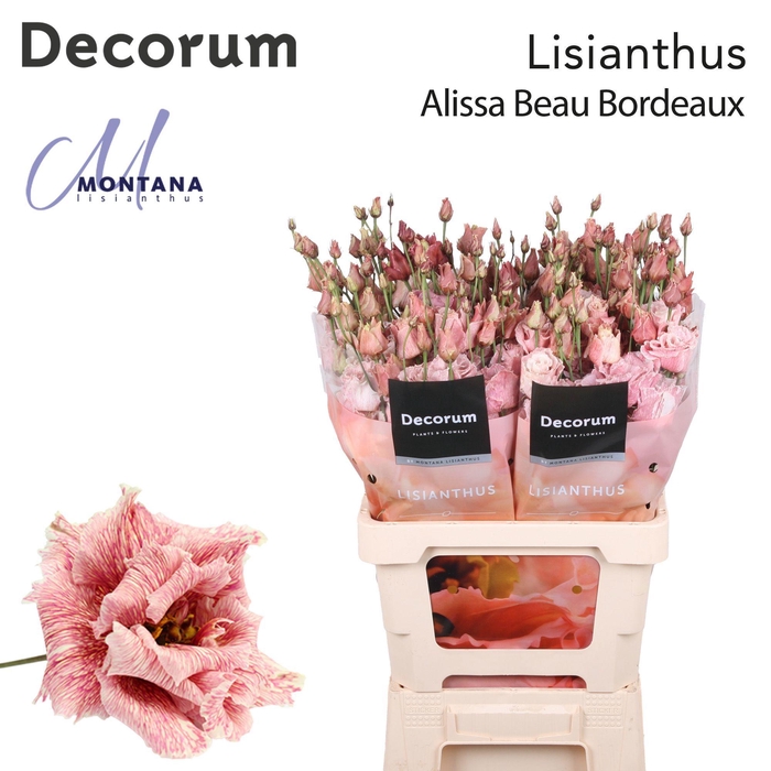 <h4>Lisianthus Dye Alissa beau bordeaux</h4>