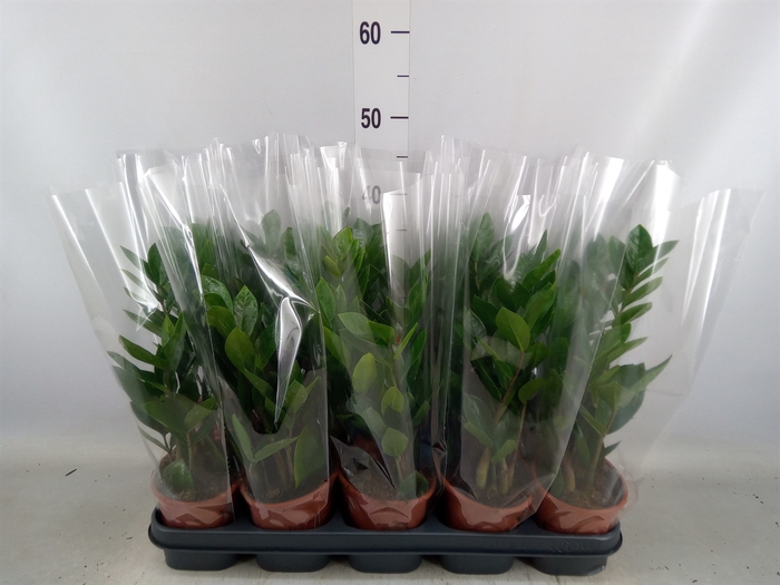 <h4>Zamioculcas zamiifolia</h4>