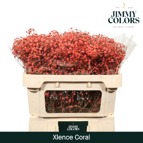 <h4>Gyps Xlence l70 Coral</h4>