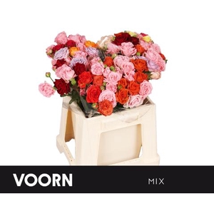 Rosa spray mix in bucket