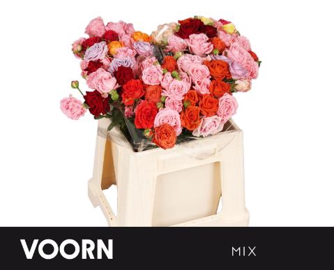 <h4>Rosa spray mix in bucket</h4>