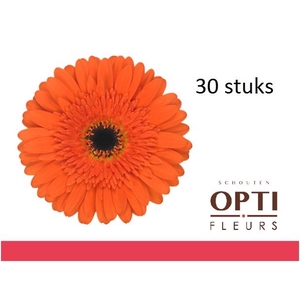 Gerbera Candela