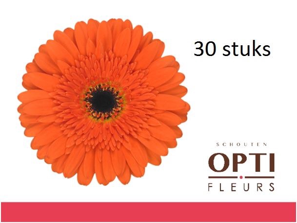 <h4>Gerbera Candela</h4>