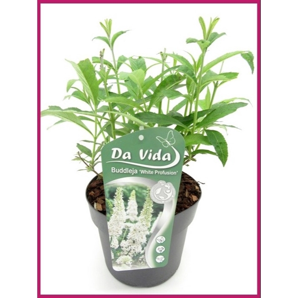 <h4>Buddleja White Profusion</h4>