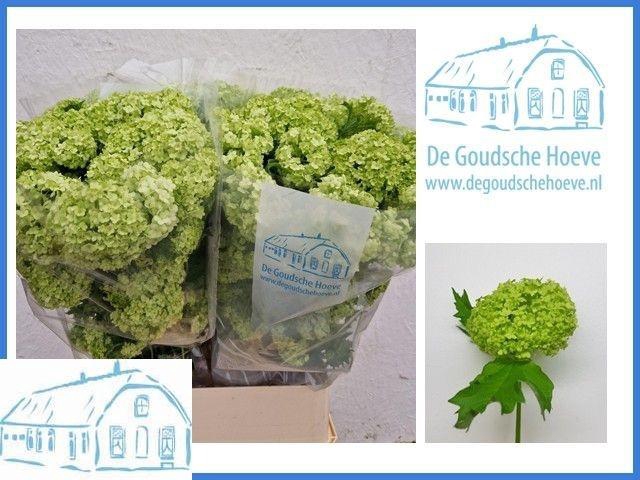 <h4>VIBURNUM ROSEUM ST</h4>