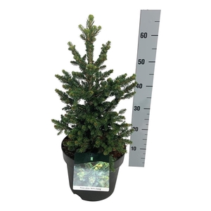 Picea abies 'Will's Zwerg'