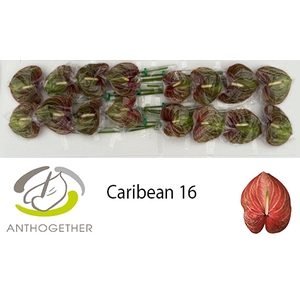 Anthurium Andreanum Grp Caribean