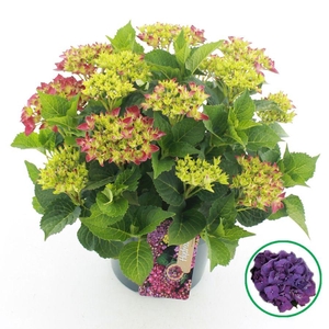 Hydrangea macr. Paars C5 (23cm.) Kn.