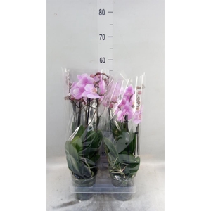 Phalaenopsis multi. 'Beaution'