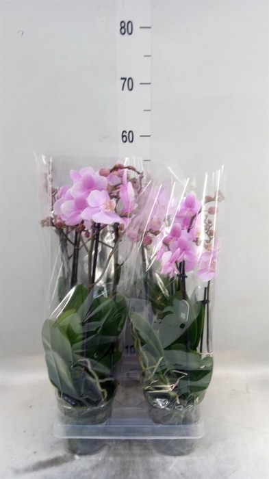 <h4>Phalaenopsis multi. 'Beaution'</h4>